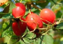 Les avantages de la vitamine P pour le cerveau